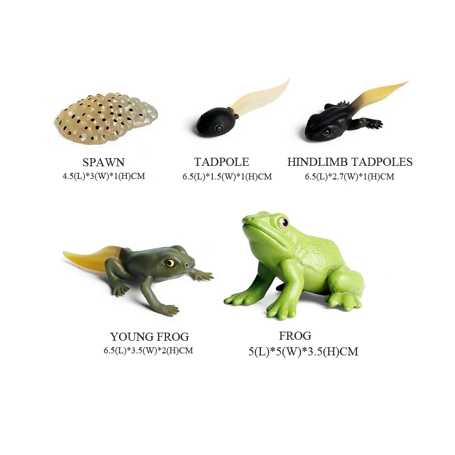 Modelos de ranas de animales s - Kids Toys Reviews reseña y precio